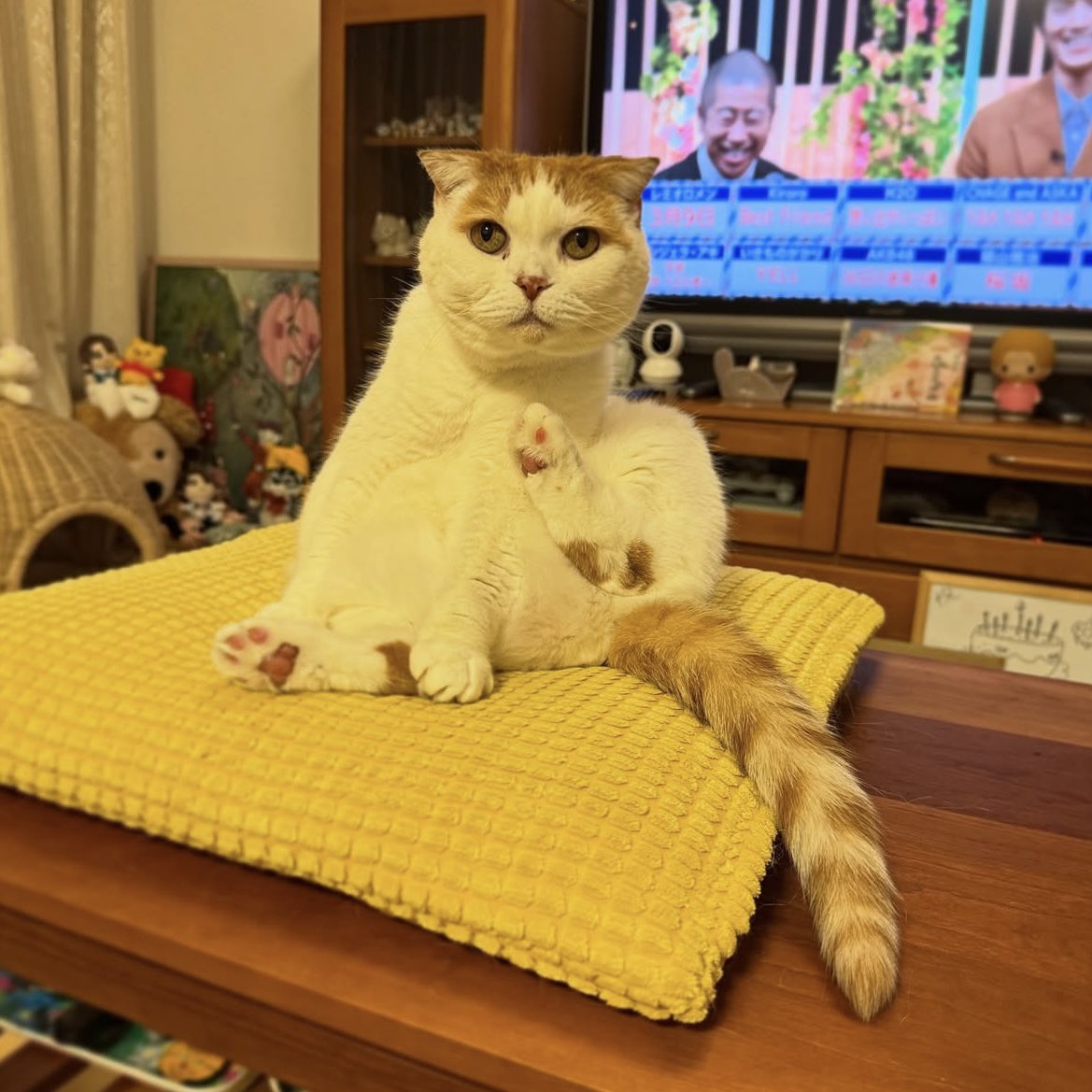 akeminnie's tweet photo. テレビ見始めると、前に来る。
#猫のいる暮らし #歌の感謝祭 https://t.co/V9gZ1wNc8u