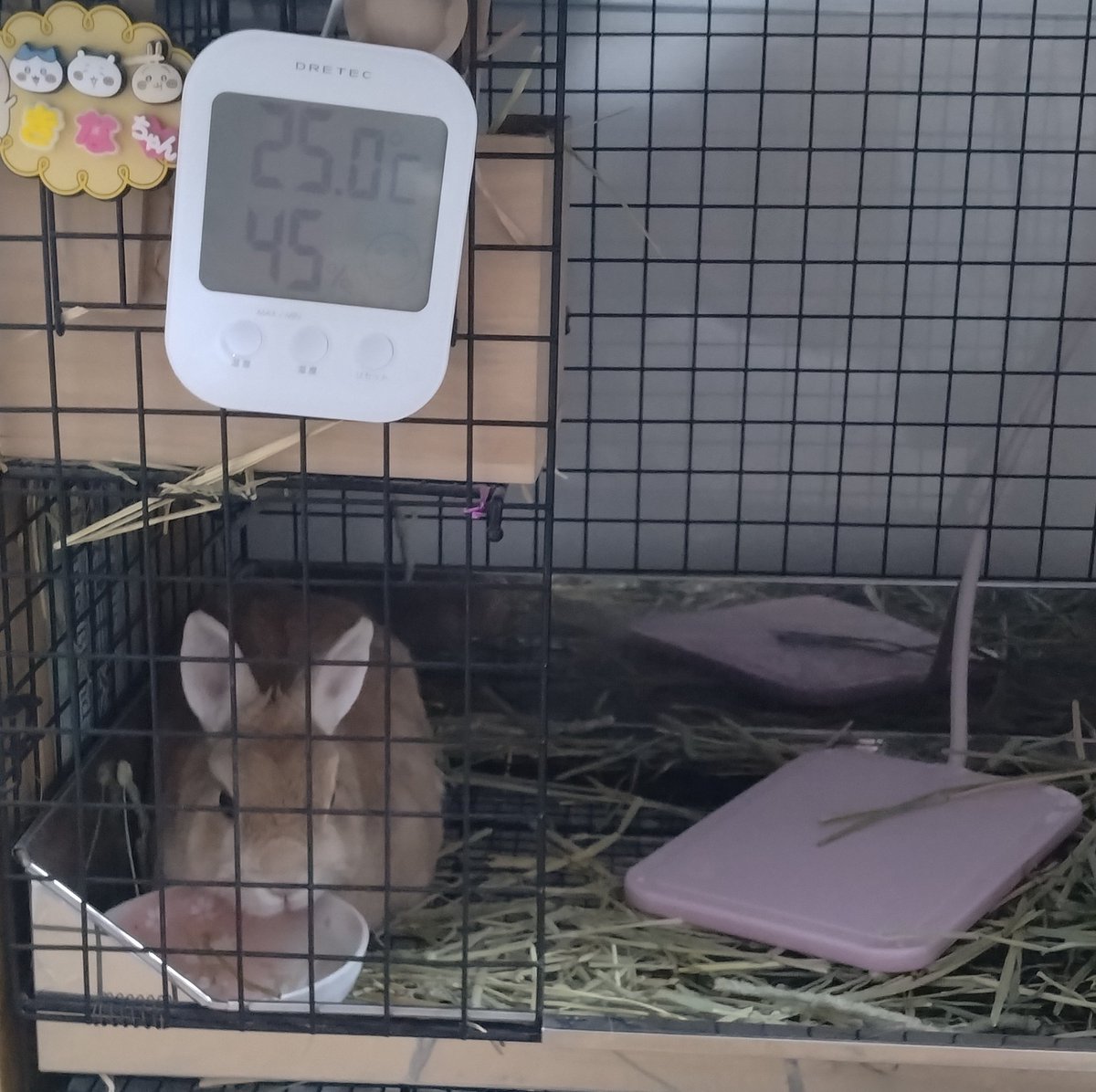 in the cage,in the cage,
I'm in the cage.

GWはライブ以外は🐰の看病で終わりました。だいぶ回復してきて一安心。小さな命はすぐ消えてしまいそうで本当に怖かった。FANKSの皆さんのレポやイラストに❤ポチポチすることで心を保てました。心から感謝します✨