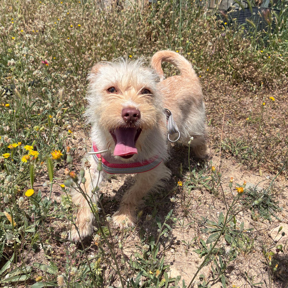 caaclleida's tweet photo. El Milú és un mestís de vuit mesos amb una vitalitat que enamora ❤️

Com a bon cadell que és, és juganer, sociable, afectuós i tafaner.

Va arribar fa un mes al centre i ja ho té tot preparat per iniciar una nova etapa 🧳

Vens a conèixer-lo?

@paerialleida @lleidaenverd https://t.co/c3IdK85u5G