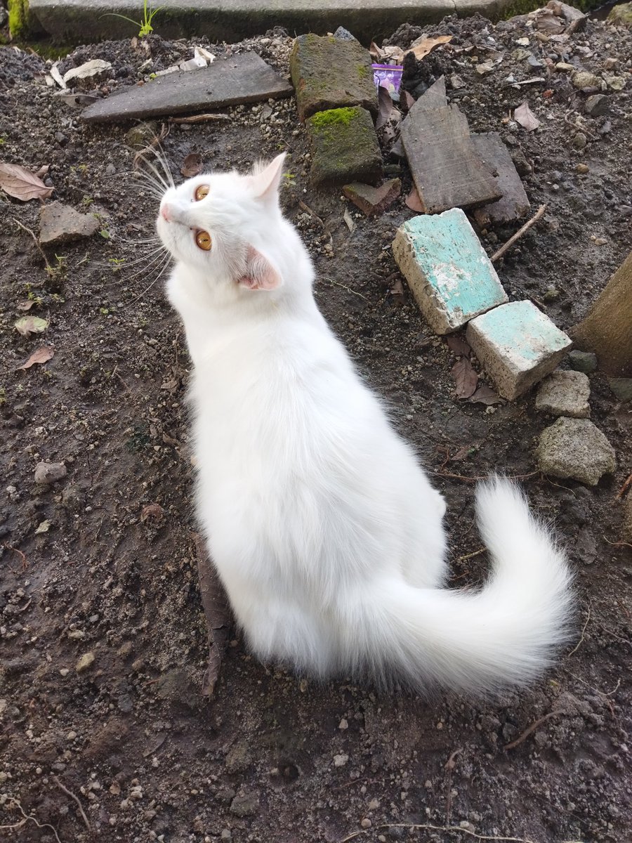 undeuxtroiss__'s tweet photo. @pancakecoklatt @NakesPuskesmas 2001, ngurusin adek bayiiii. Hahahah. Dan 3 kucing lainnya. https://t.co/tmqcAMbiba