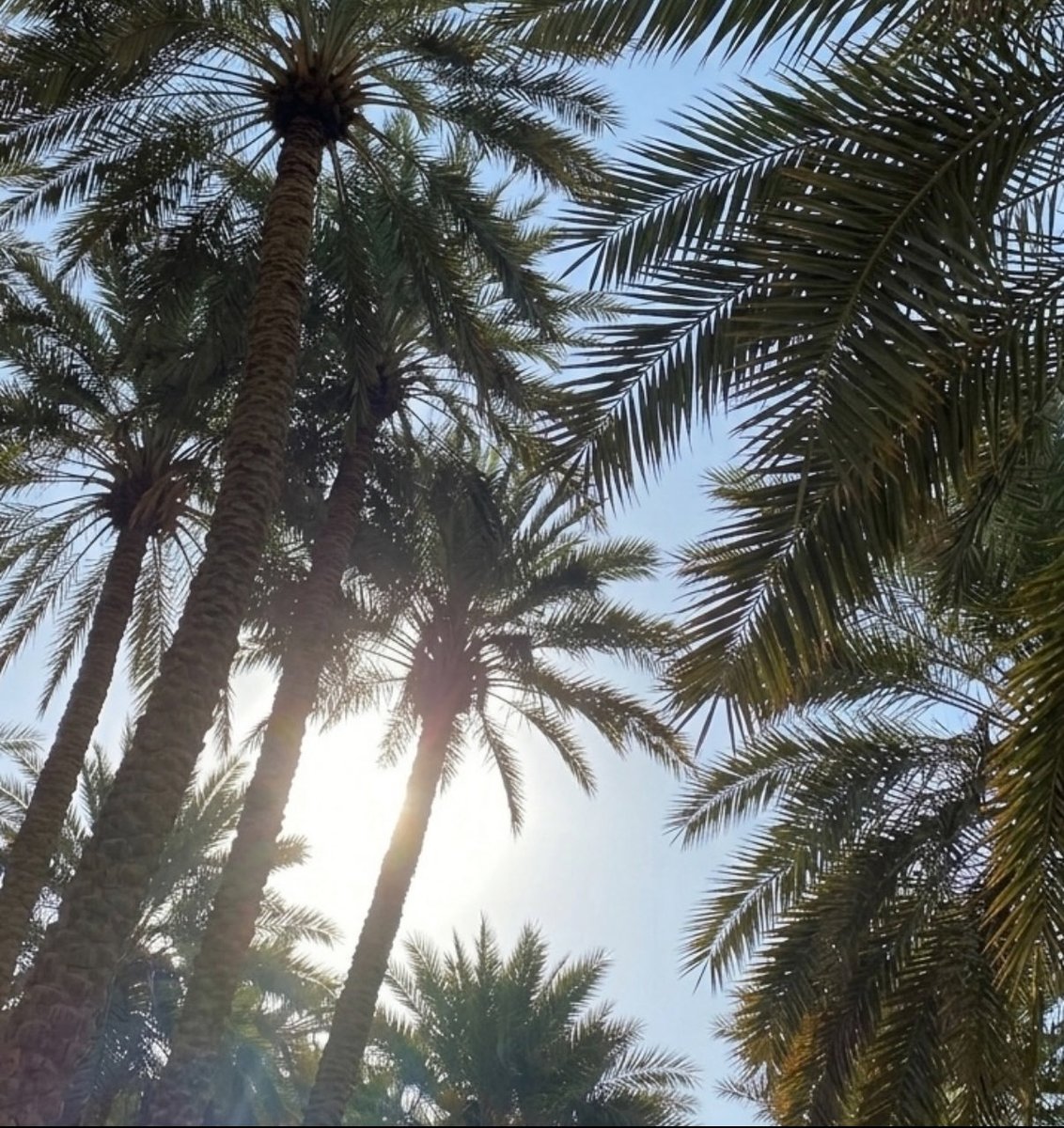 دلال العتيبي . tweet media