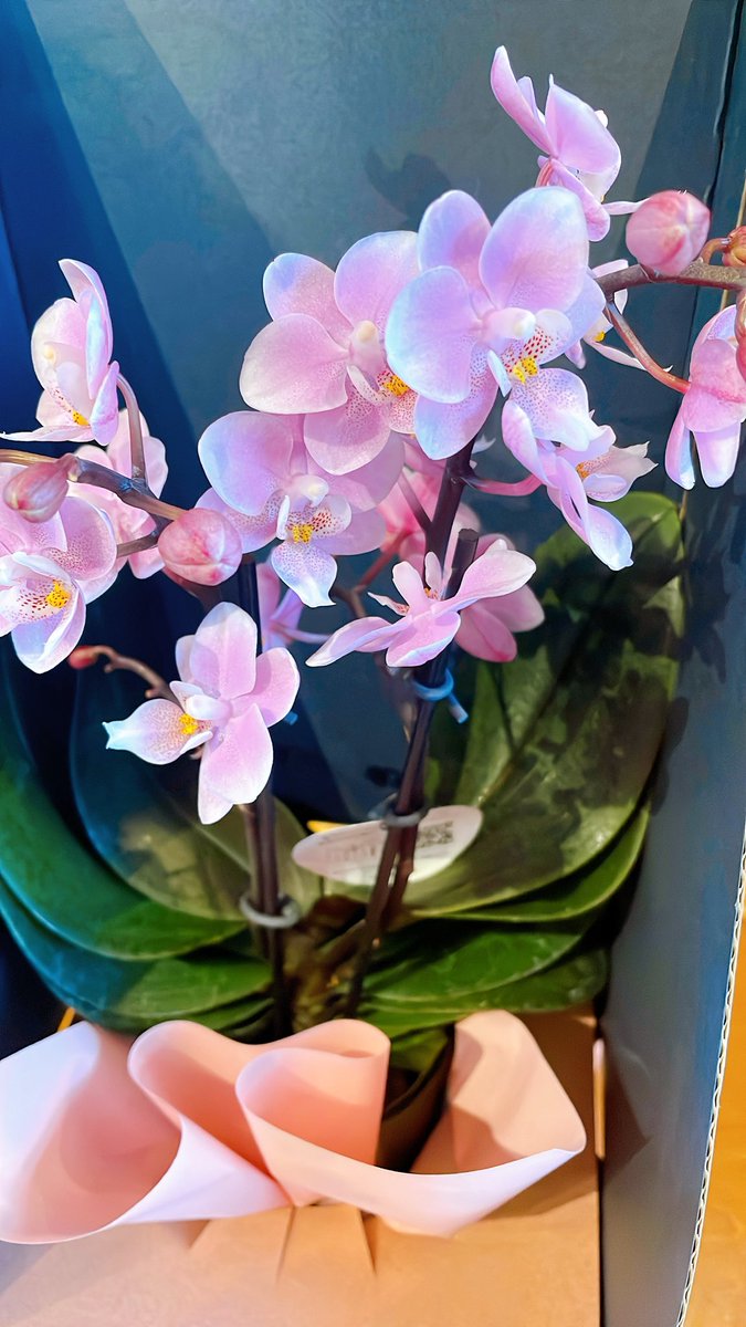 sunny1212p's tweet photo. #母の日
近いからお花屋さんでは
胡蝶蘭など
沢山販売されてますね
👩🎀👩 https://t.co/0gIinsS6mH