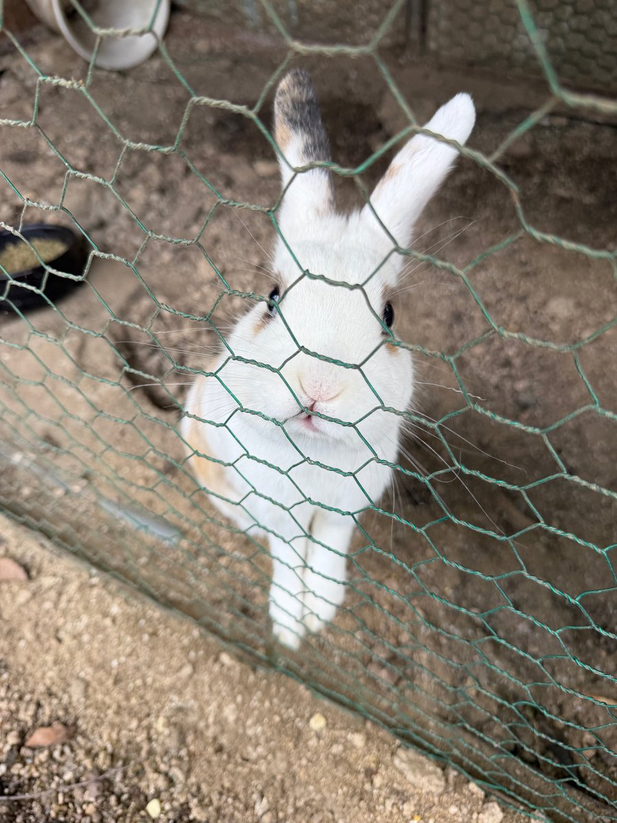 프로미스나인 이채영 관련 팬 커뮤니티 이미지