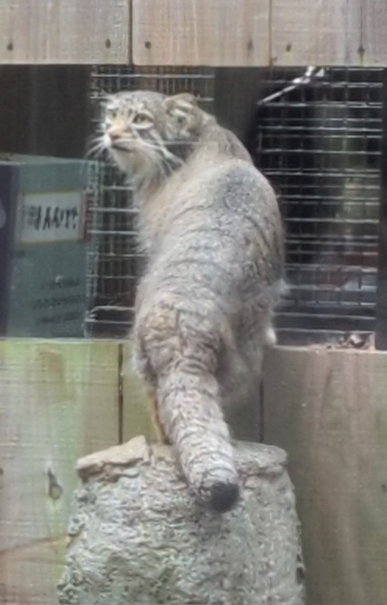 niyan0's tweet photo. マヌルネコは午前ロータスで午後はオトちゃん！どちらも外で遊ぶ姿可愛かった＃埼玉県こども動物自然公園＃マヌルネコ https://t.co/uEQp1CIMwF