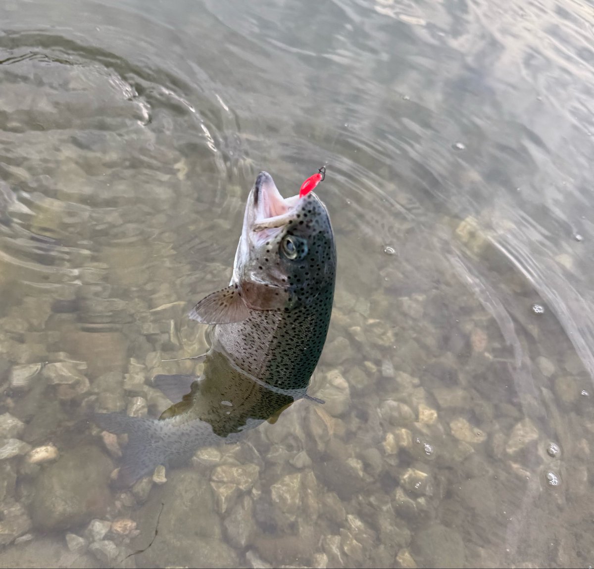 BaroqueLove0727's tweet photo. ならやま釣行🎣 
午前は好調だったものの、
お昼からは急に沈黙…
藻がかなり育ってきていて、ボトムを探ると少し絡んでくる状況に苦戦😅
それでもボトムと巻きでポツポツ拾って、マズメはエース1.1ずぼら団地⭕️がバッチリでした👍
#ならやま管理釣り場 
#エリアトラウト https://t.co/vGiplg4v8t