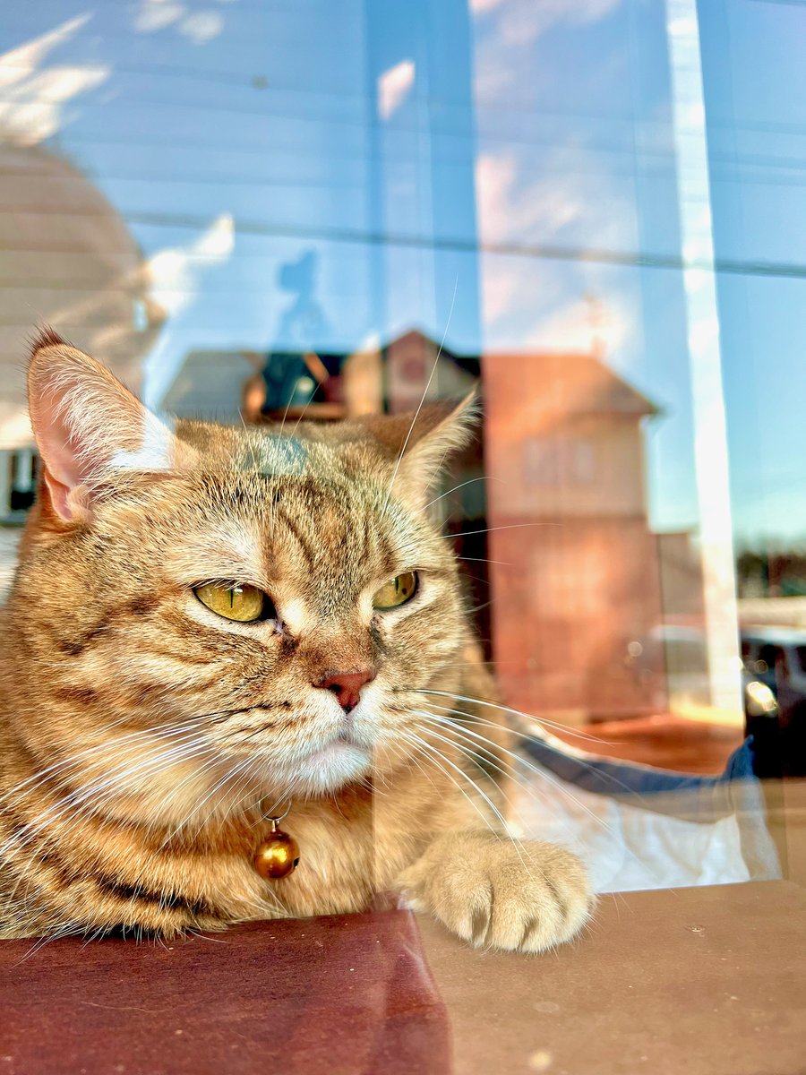 「飼い主、こうして半年ぶりに玄関の外で過ごすと何だかシャバに出てきた気分になるわね」
「え、シャ……」