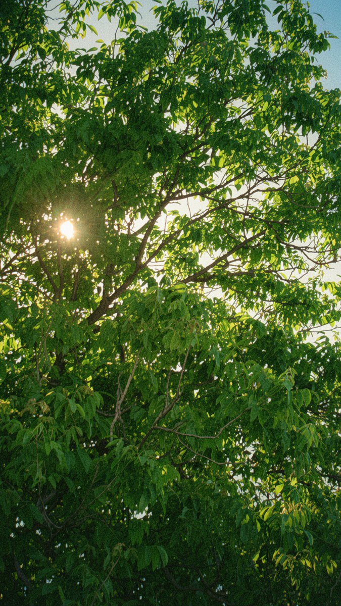 upravuste's tweet photo. 🌳 https://t.co/6aD82UEquD