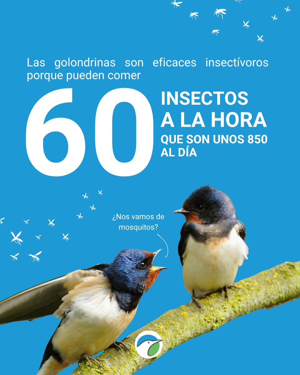 SEO/BirdLife tweet media