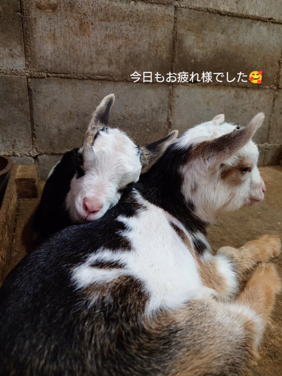 あすかさんの子🥰