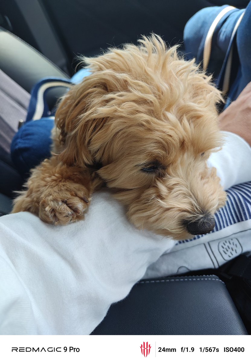 ほまびん tweet media