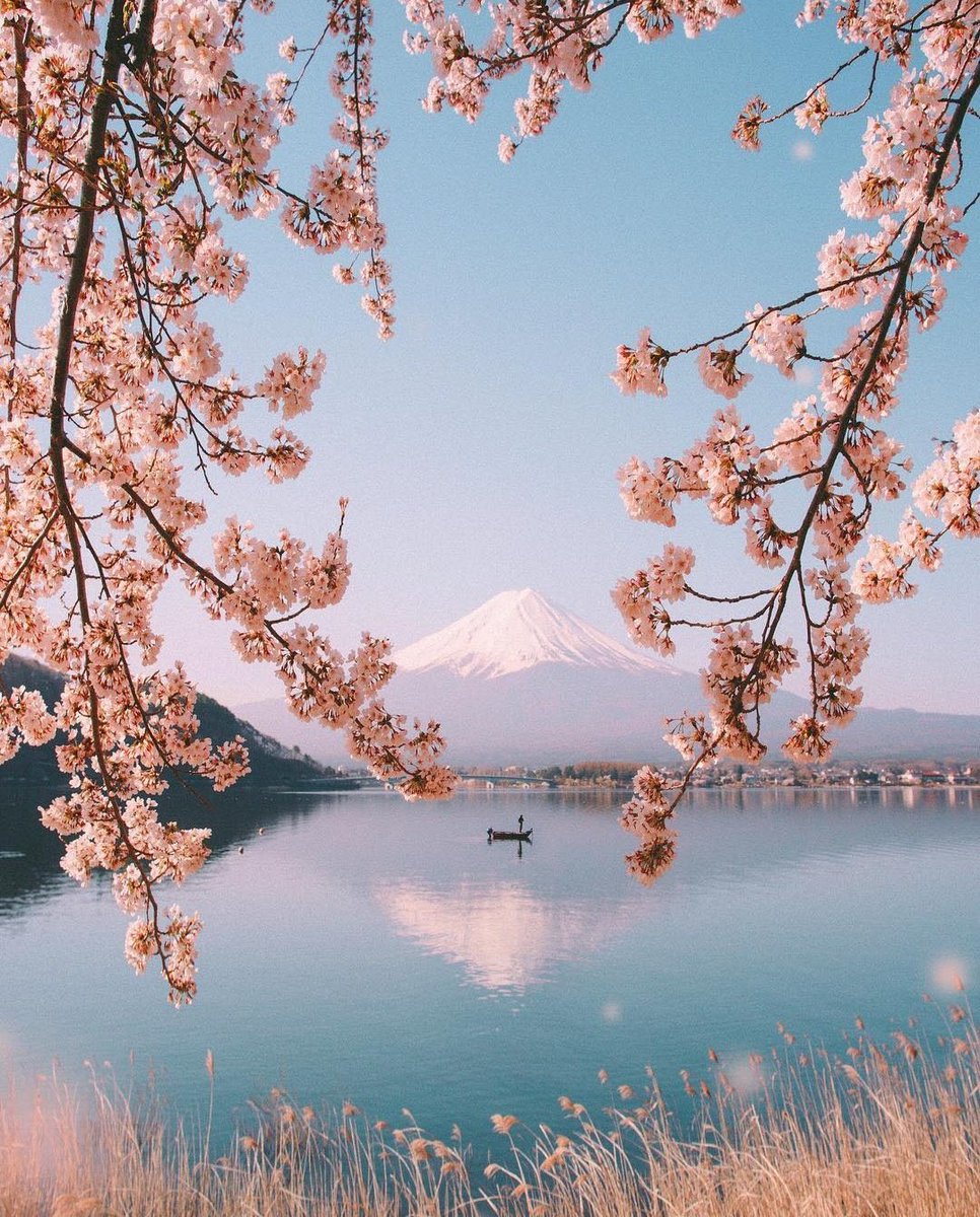 earthcurated's tweet photo. Blossoms in Japan 🌸 | photography by wahyu https://t.co/hJdUEtWssw