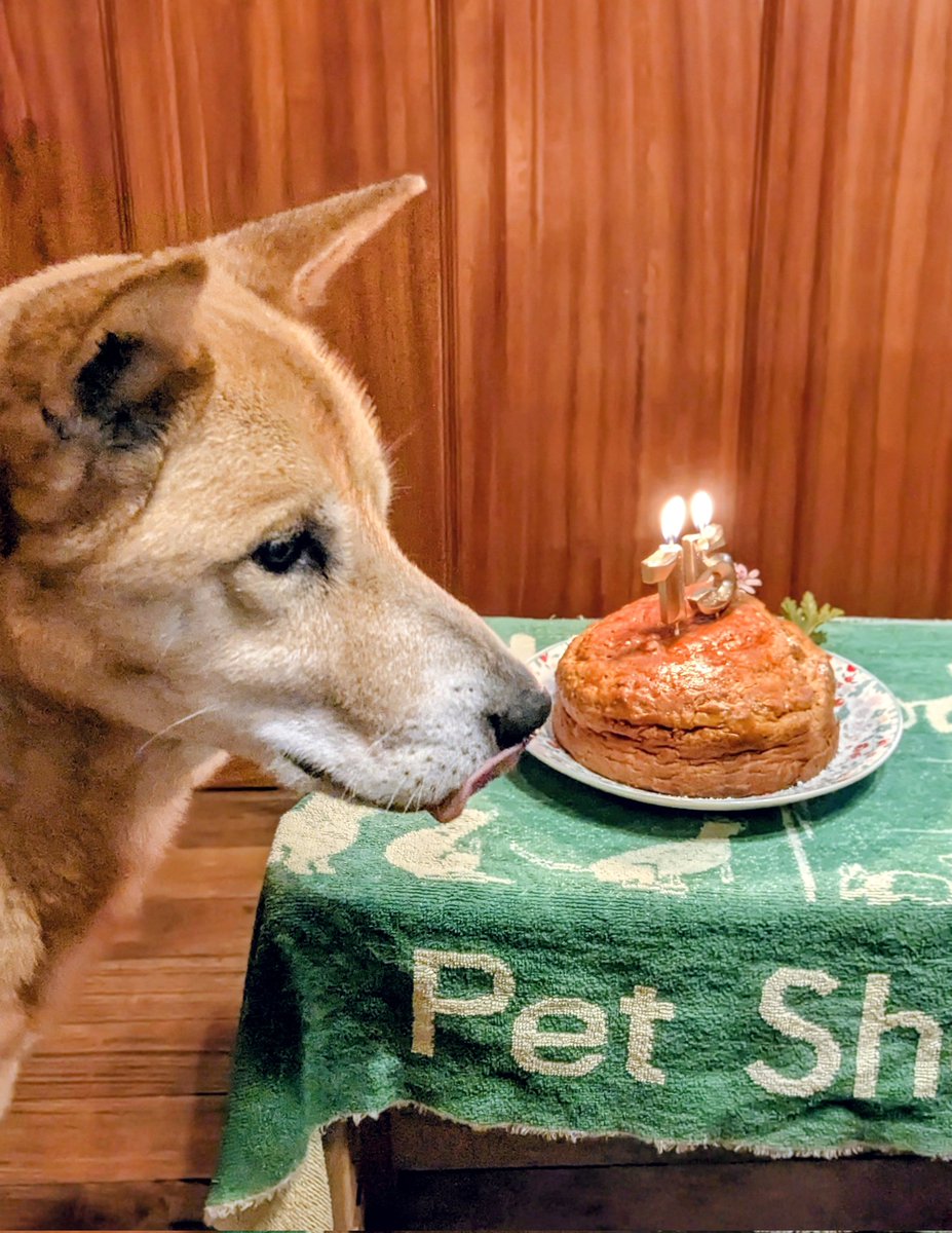 Sorrowless_tree's tweet photo. 昨日5月5日に15歳のお誕生日を迎えることができました🙌✨🥰\ 🍰ʜᴀᴘᴘʏ ʙɪʀᴛʜᴅᴀʏ🍰 /
昨日はスペシャルメニュー、今日は手作りのキャロットケーキとパンプキンプディングでお祝いしました🎂8月のもう１頭の子のバースデーも一緒に迎えられますように🙏🥹

#犬のいる幸せ https://t.co/XaRmmKP2T7