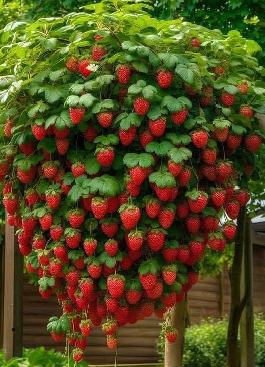 omexag's tweet photo. Planting fruits and vegetables this season? Talk to your local #AgRetailer or DM your #OmexRep about dedicated programs for each crop #CropSolutions #uPtaKeIC #CalMaxComplete #K50 #SuperB #PKBulk https://t.co/Hkea4bux6p
