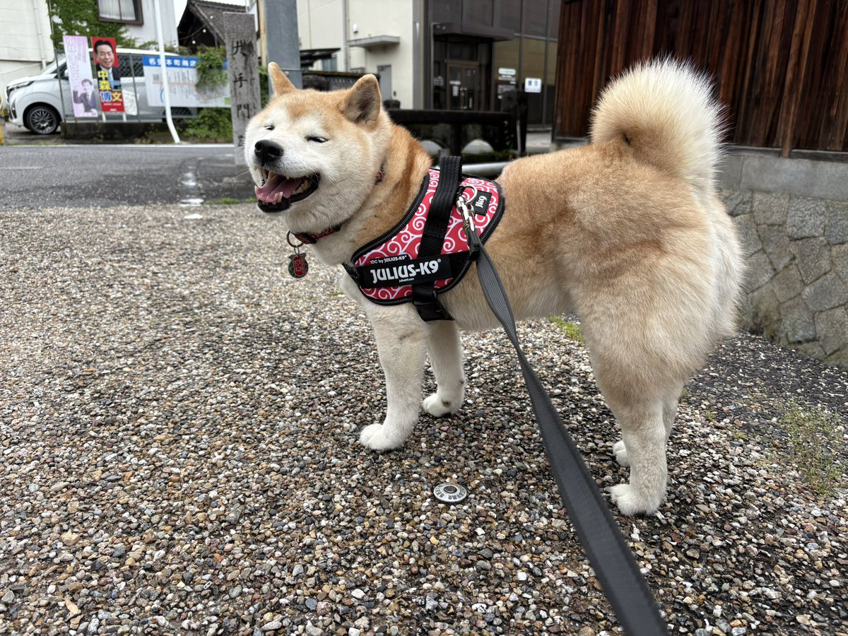 uuu_udon's tweet photo. 犬 https://t.co/kznrieBFy4