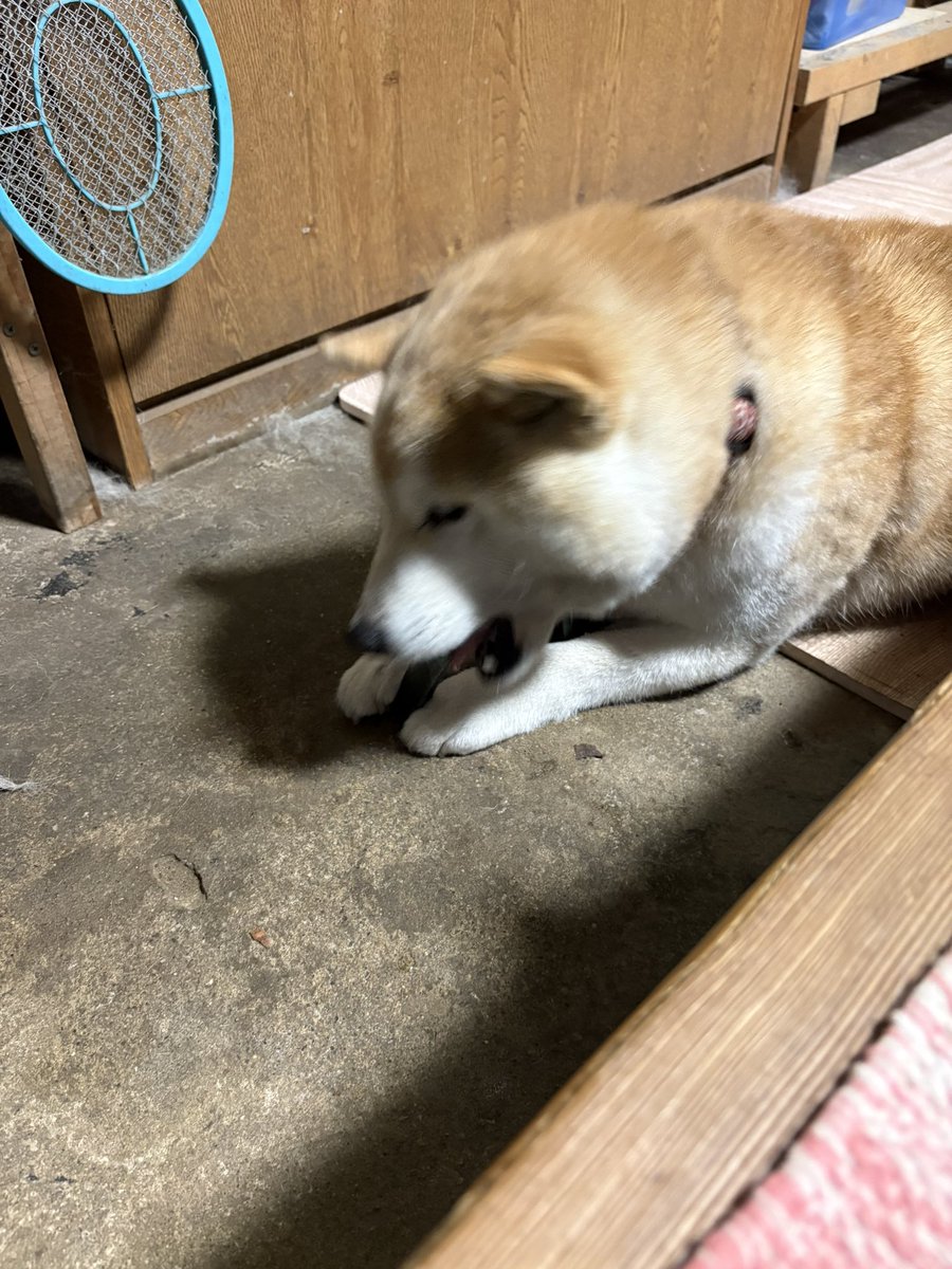 uuu_udon's tweet photo. 犬 https://t.co/kznrieBFy4
