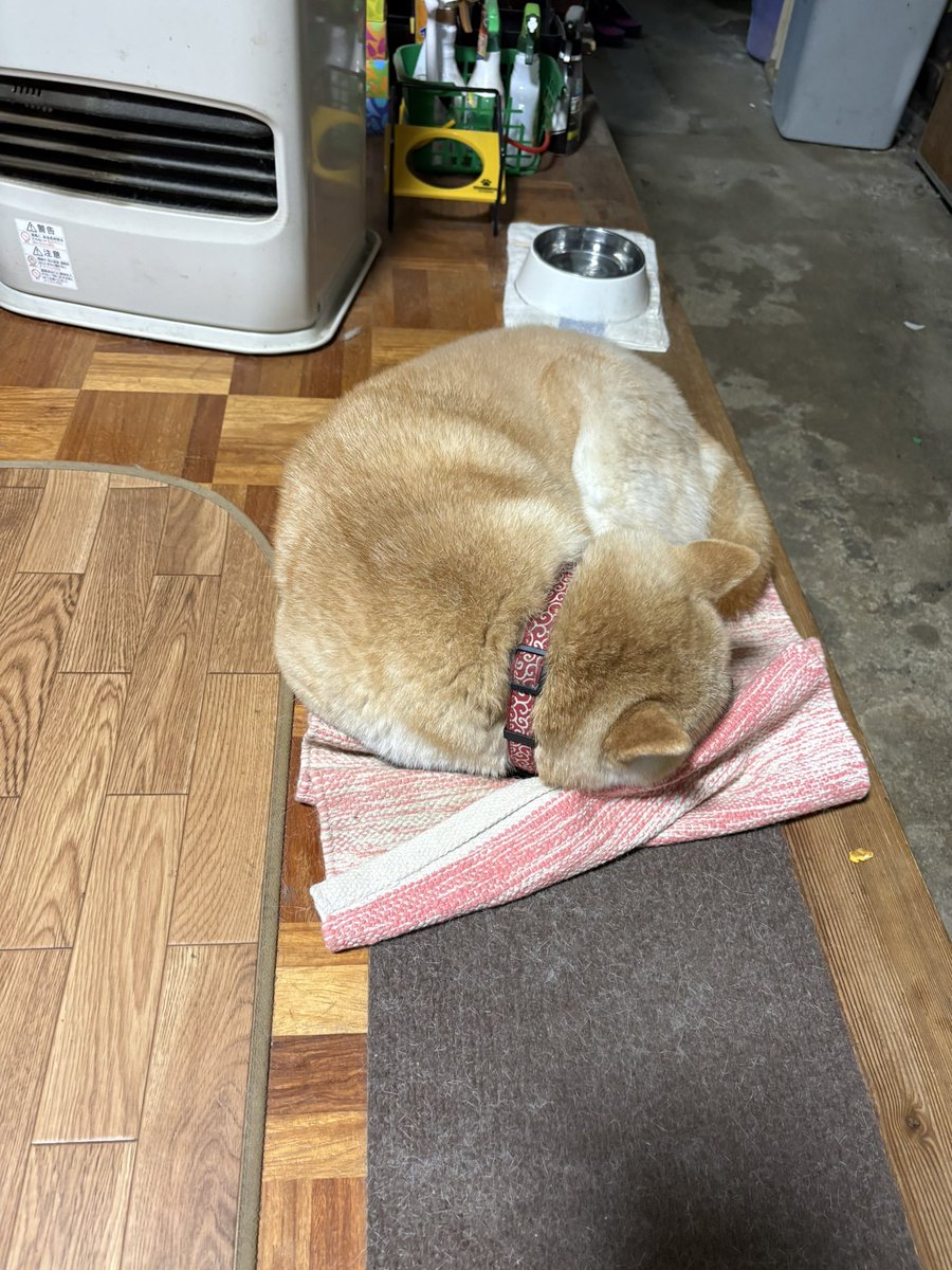 uuu_udon's tweet photo. 犬 https://t.co/kznrieBFy4