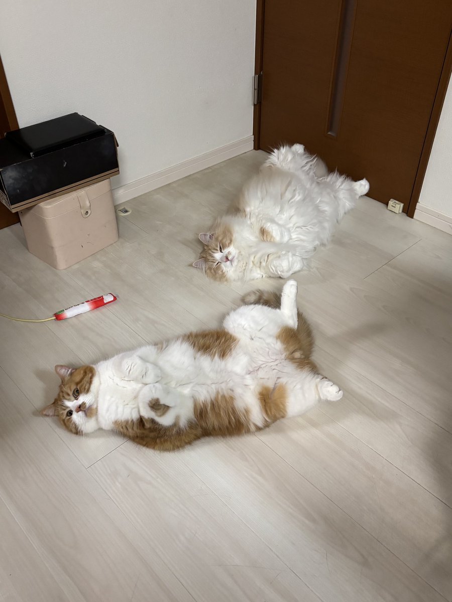 ミントとルークとピーター tweet media