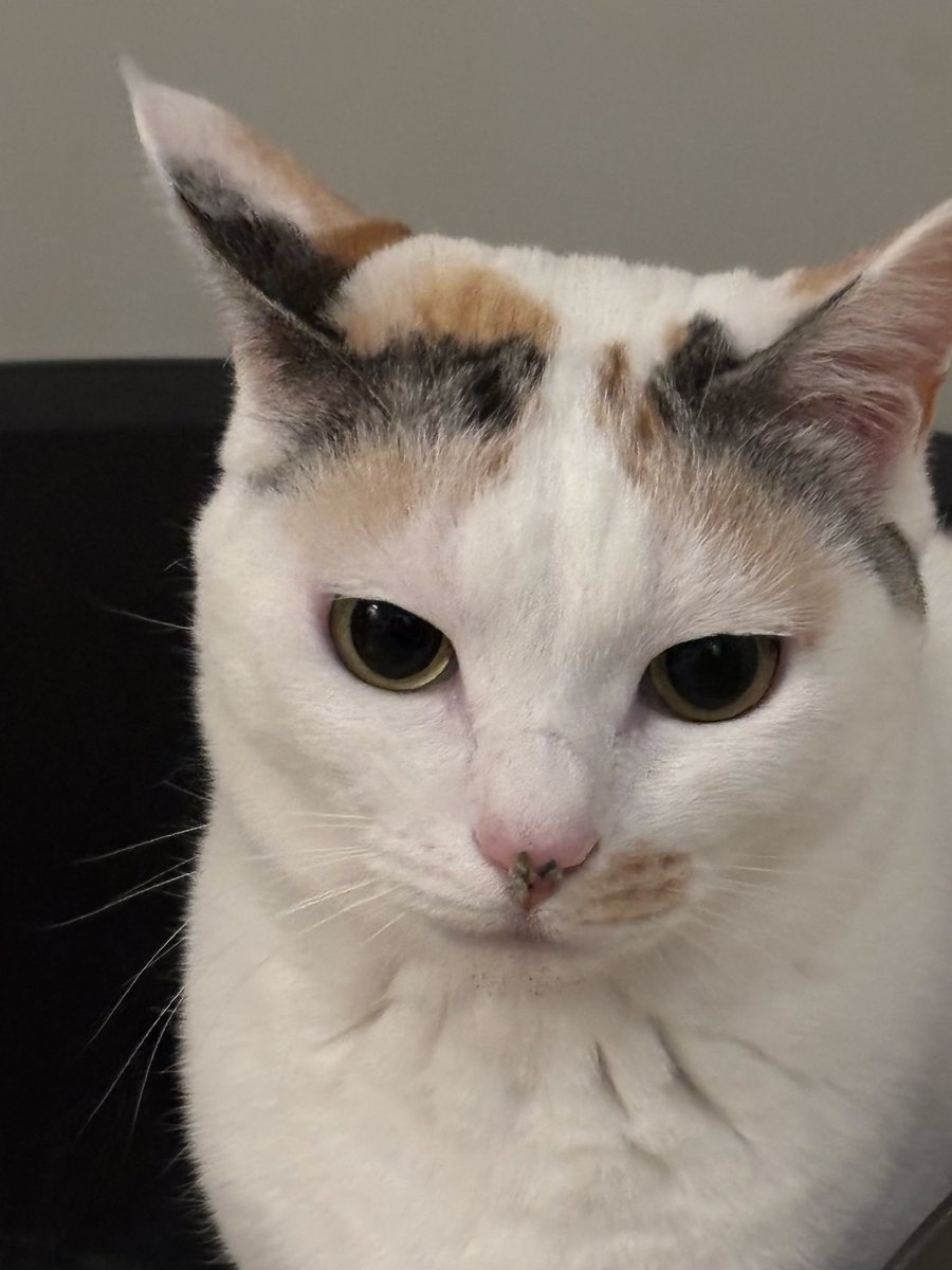 ヤサグレ飛猫隊マチ(こぅ) tweet media