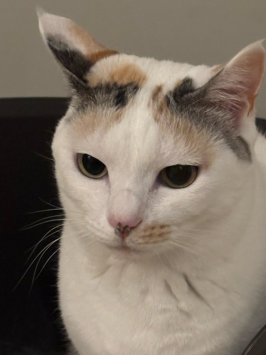 ヤサグレ飛猫隊マチ(こぅ) tweet media