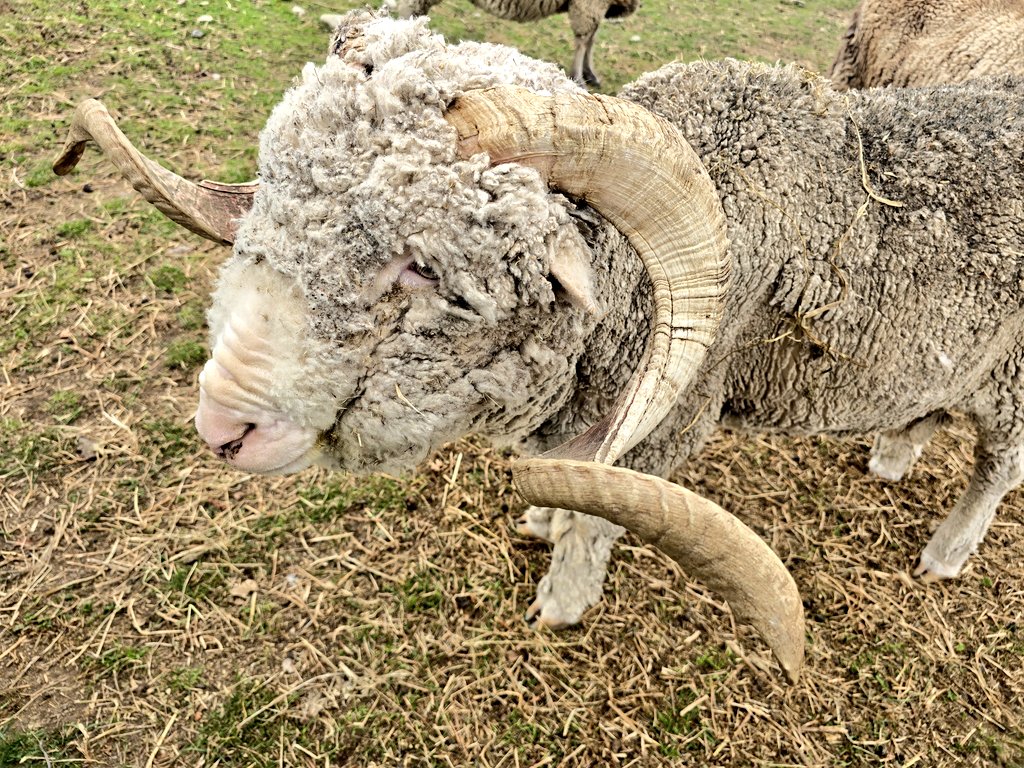 ラム、クセが全然なくてすごく食べやすい。付いてるミントソースはダメだった😥
羊の毛って硬いのね、と、触ってびっくりした。ぬいぐるみみたいな見た目なのに毛がゴワゴワ！