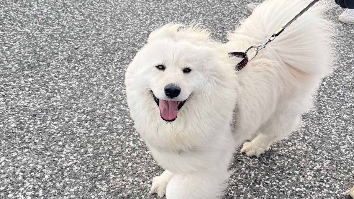 ENELE_Samoyed tweet media