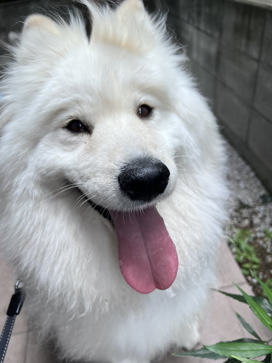 ENELE_Samoyed tweet media