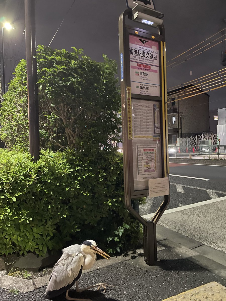 モコちゃん tweet media