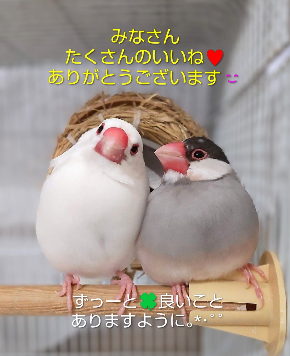 まる🐤ハル🐤🐤🐤🐤..🐤 tweet media