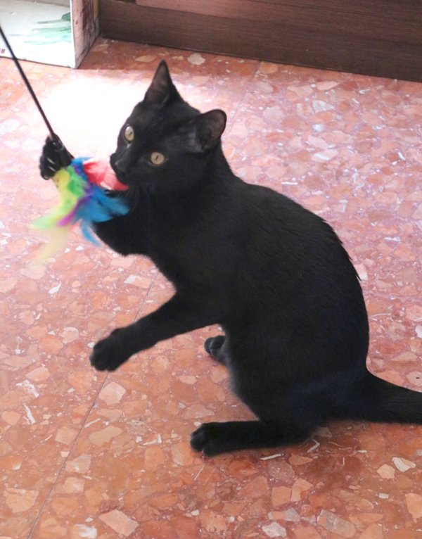 #KUTI es un pequeñajo aún, pero se maneja como nadie con el plumero, le encanta! 😍
#LovePanteritas💕
adopcionesfelinasvalencia.es/gatos-en-adopc…?