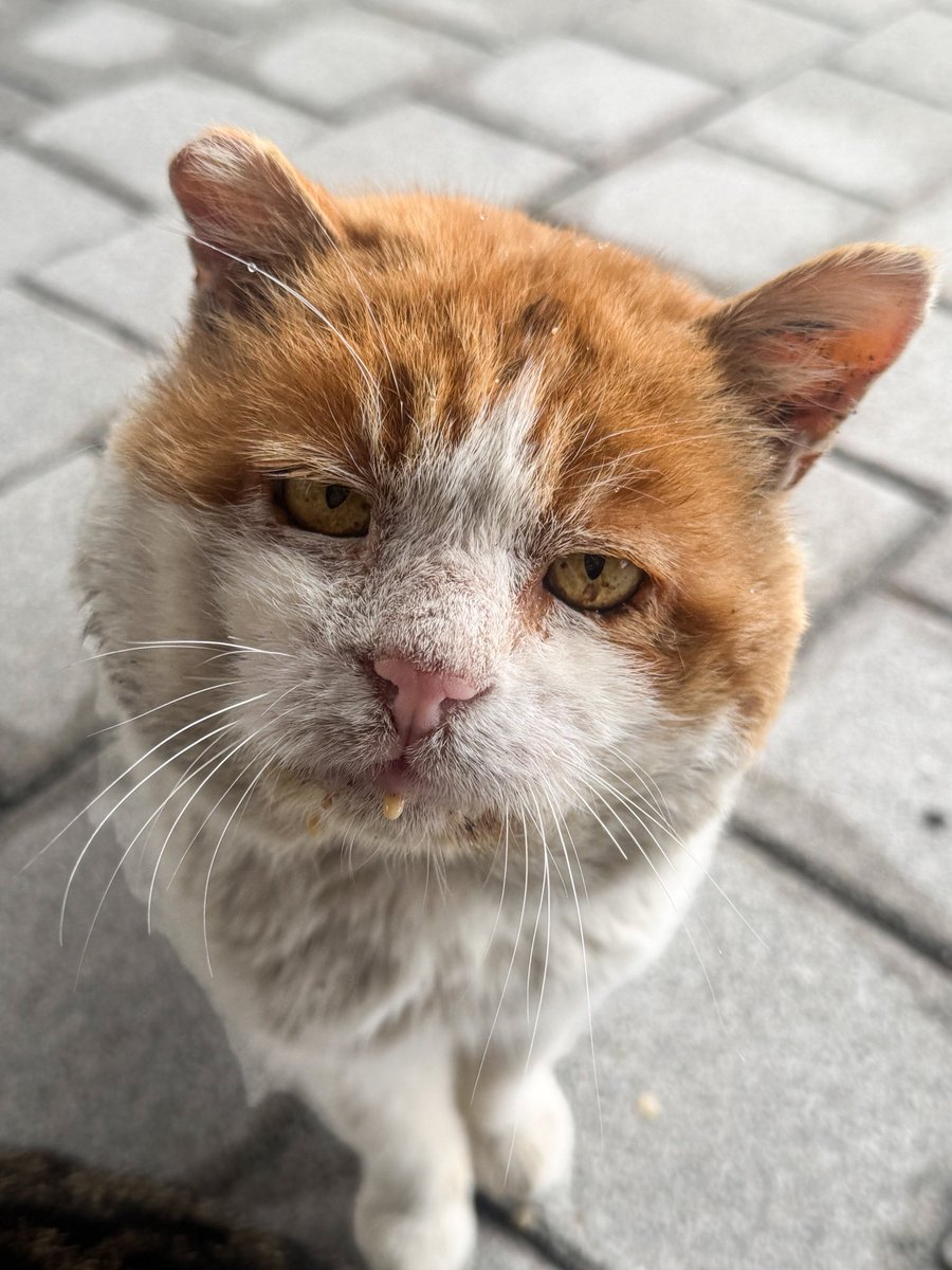 Rostovpenza's tweet photo. 울 해양이 
또 보자 꼭 보자 나의 첫 고양이
나의 사랑 https://t.co/nrBvXph171