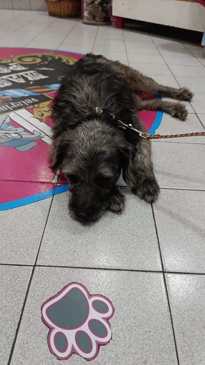 PERRO MACHO ENCONTRADO EN CALLAO Y JUNCAL. LO TIENEN EN LA VETERINARIA “MASCOTAS PORTEÑAS” (las heras y junin, tel: 011 4807-2626). DIFUNDIR POR FAVOR!!!!