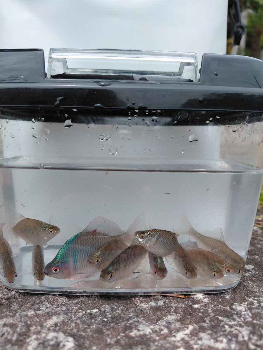 タナゴから GW最終日もタナゴ🎣 昨日のようなペースでは釣れませんでしたが13匹を