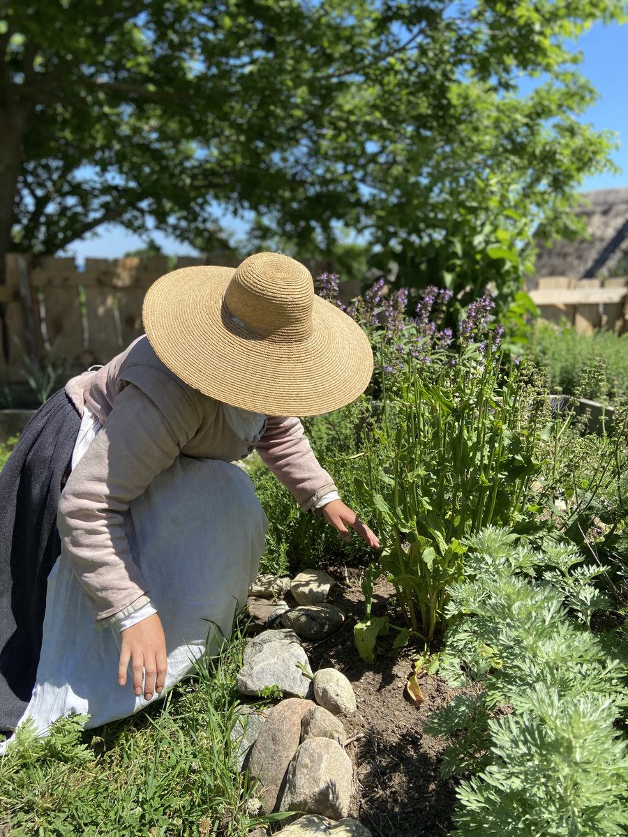 plimothpatuxet's tweet photo. Did you know that at the Spring Heirloom Plant Sale you’ll find the same heirloom species you see tended to across the Museum’s immersive living history sites? Mark your calendars and join us for this beloved fundraiser!  

📅 May 23, 24 &amp; 30, 31
⏰ 8:00 AM – 1:00 PM (each day) https://t.co/MiNZCdCpbD