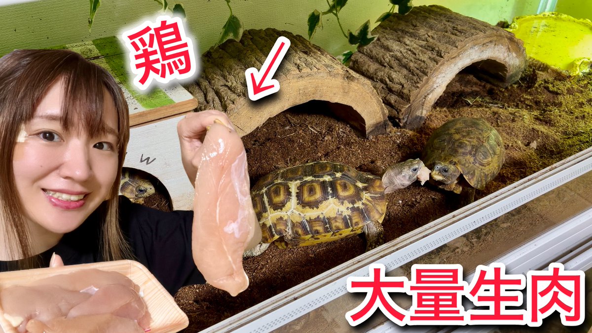 我が家の生き物たちに鶏肉を与えてみた結果… youtu.be/PZUfOHkYKcE?si… <a href="/YouTube/">YouTube</a>より

本日動画をUPしました🐢👀‼️