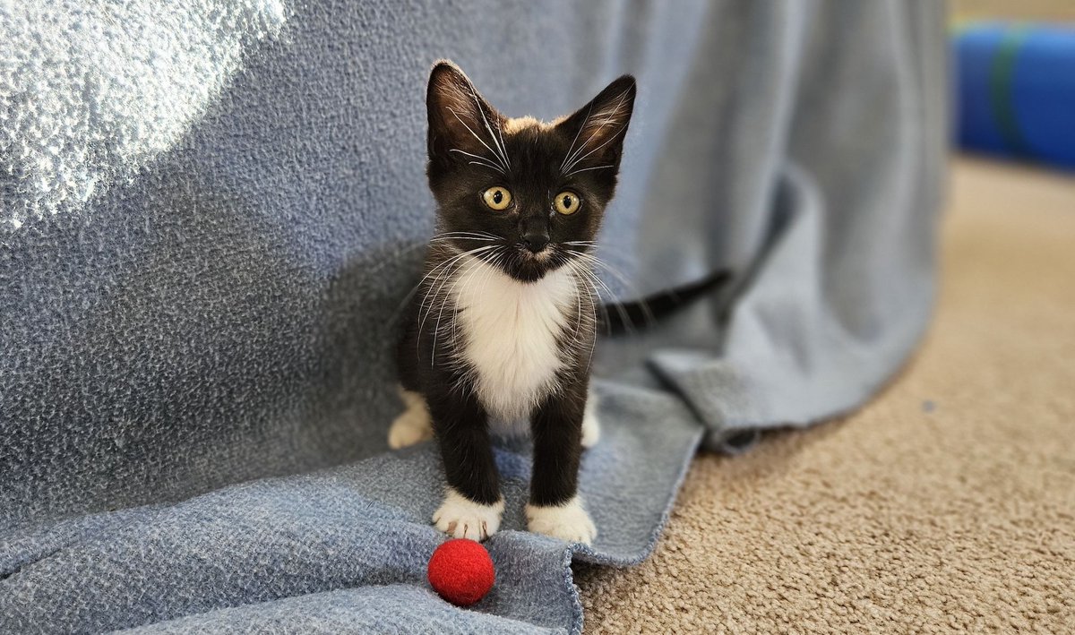 Nebraska Humane Society tweet media