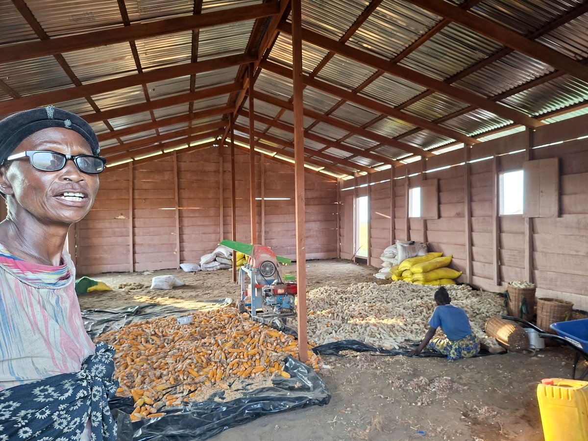 FAOCongo's tweet photo. 🌱 Visite des ZAP – Axe Nord
La Représentante de la FAO a visité les ZAP de Liko, Bissambi, Gangiania, Moundzeli et Ossio, couvrant plus de 1 000 ha de manioc et de maïs .Elle a salué les efforts du @MAEP en faveur de la transformation agricole.

#FAO#MAEP https://t.co/f7C47qat42
