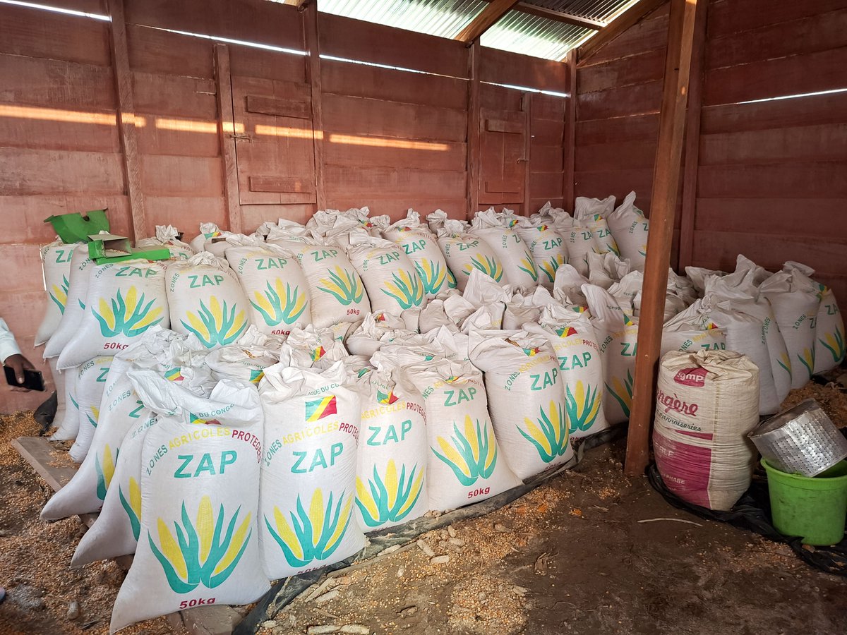 FAOCongo's tweet photo. 🌱 Visite des ZAP – Axe Nord
La Représentante de la FAO a visité les ZAP de Liko, Bissambi, Gangiania, Moundzeli et Ossio, couvrant plus de 1 000 ha de manioc et de maïs .Elle a salué les efforts du @MAEP en faveur de la transformation agricole.

#FAO#MAEP https://t.co/f7C47qat42