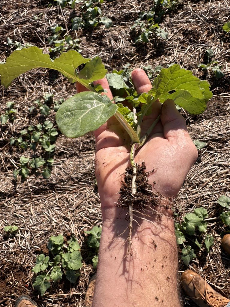 Grassroots Agronomy tweet media