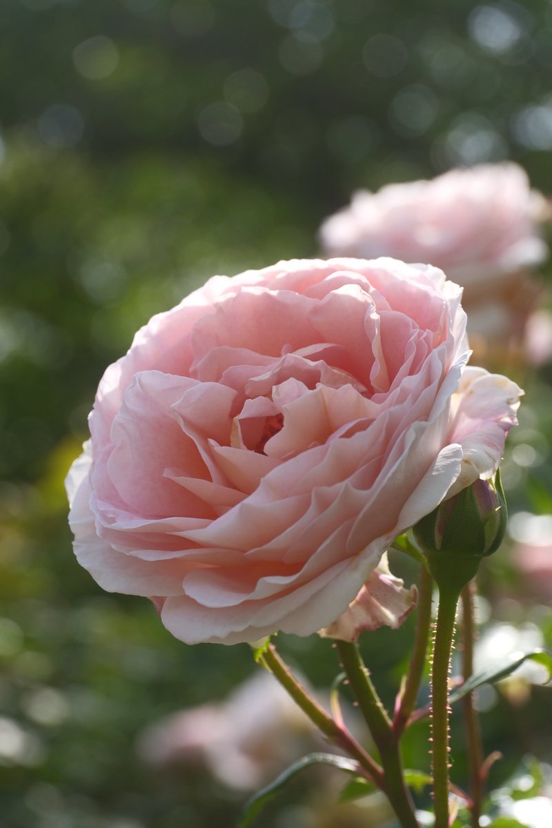 pumpkin06b's tweet photo. #photography
#薔薇 https://t.co/iCQSY9ZvXb