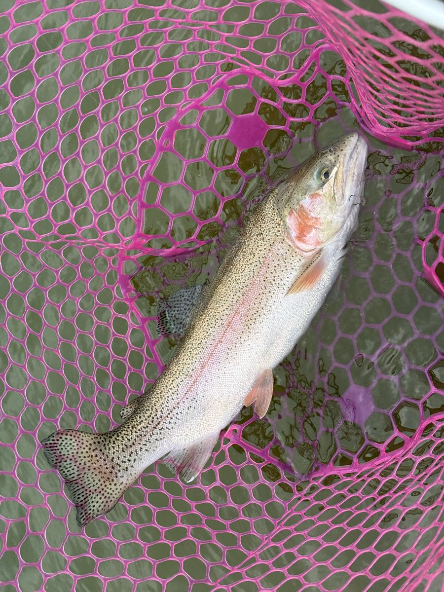x999_9's tweet photo. 秋川湖最終日🎣
朝から非常に厳しい状況ではあったが、無料券という心の余裕とペレットタイムや放流に助けられそこそこの釣果で終わる事が出来た🤣　オープンから10年間、沢山の思い出ありがとうございました😊

#秋川湖 
#またいつか何処かで https://t.co/GCCmtlW5qq