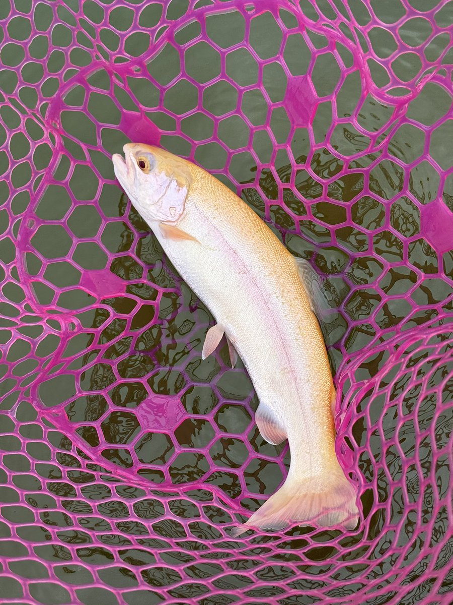 x999_9's tweet photo. 秋川湖最終日🎣
朝から非常に厳しい状況ではあったが、無料券という心の余裕とペレットタイムや放流に助けられそこそこの釣果で終わる事が出来た🤣　オープンから10年間、沢山の思い出ありがとうございました😊

#秋川湖 
#またいつか何処かで https://t.co/GCCmtlW5qq