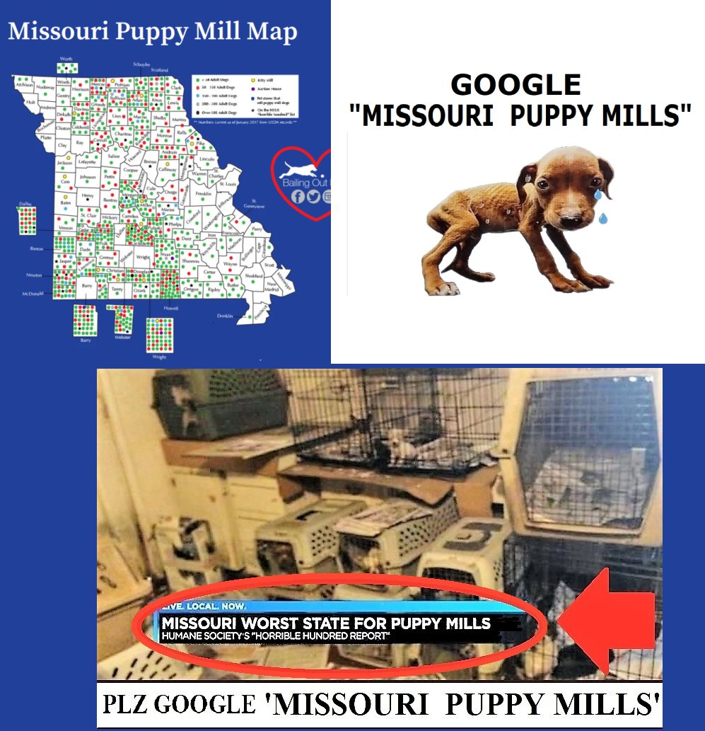 prettyinc's tweet photo. @StacyOnTheRight MO is the #1 Puppy Mill State for the 13th yr in a row.
 How do you think Jesus feels abt greedy puppy killers in the MO legislature claiming to be His followers? 
Asking for a Friend ... #WWJD #MAGA #MOLEG #MOSEN #MISSOURI #MissouriGOP #MOAGRICULTURE #WHITEHOUSE #WaysandMeansGOP https://t.co/00vMhBuA2z