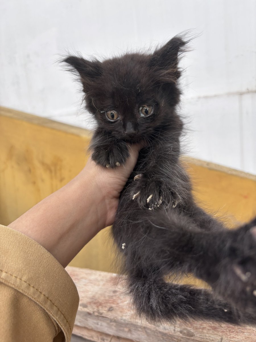 Kucing Jacky🍉🇵🇸 tweet media