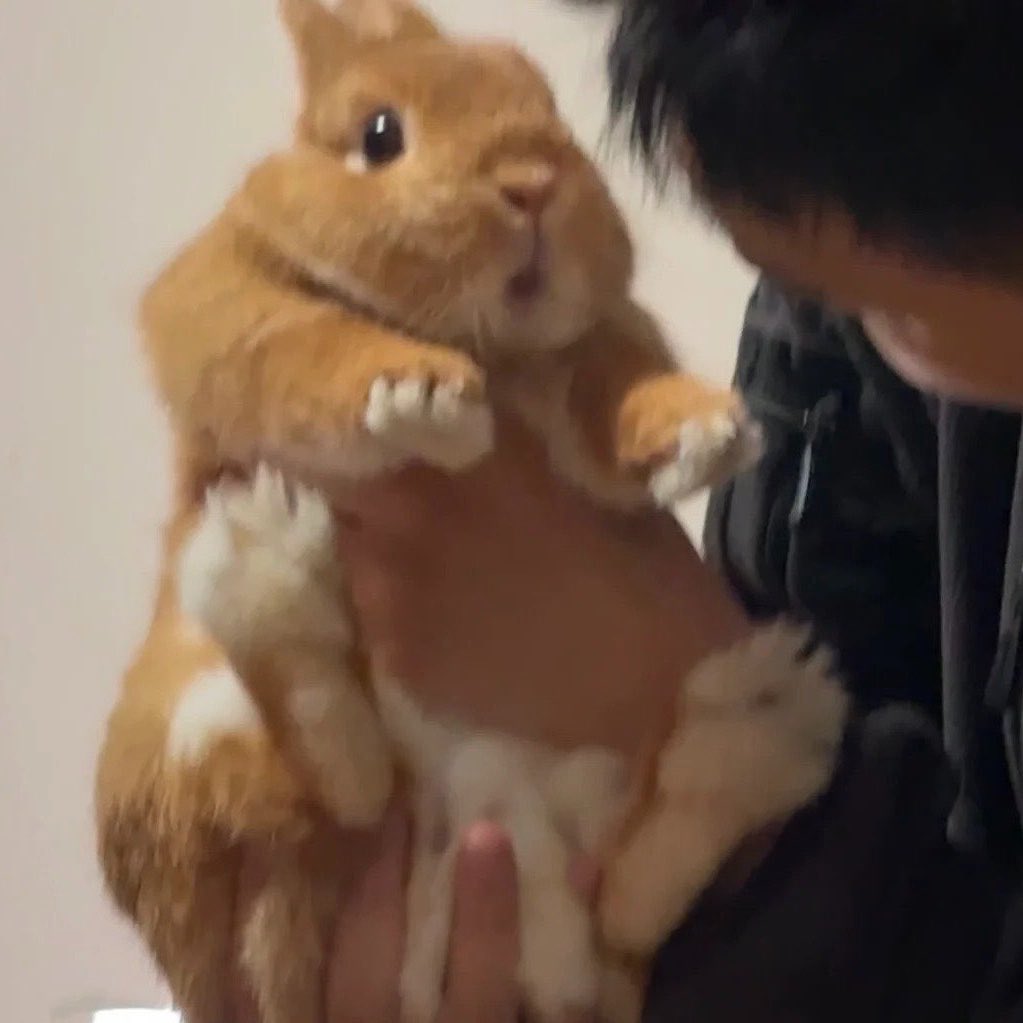 🐰😯
