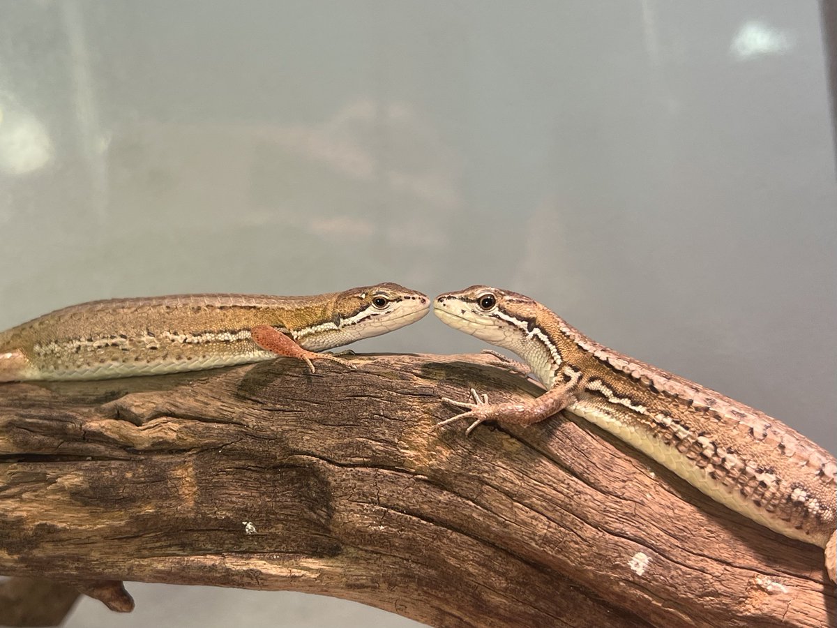 カナヘビ