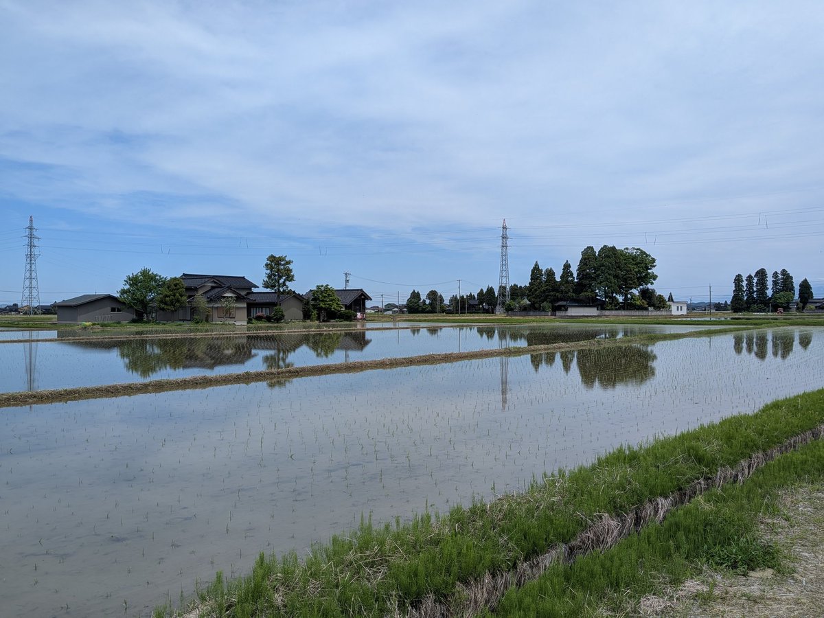 砺波といえば、散居村🏡 これが見たかったのさ! 広い平原に散らばる家々は、まるで田んぼの海の中に浮かぶ小島のよう。 ちょうど田植えのシーズン ...
