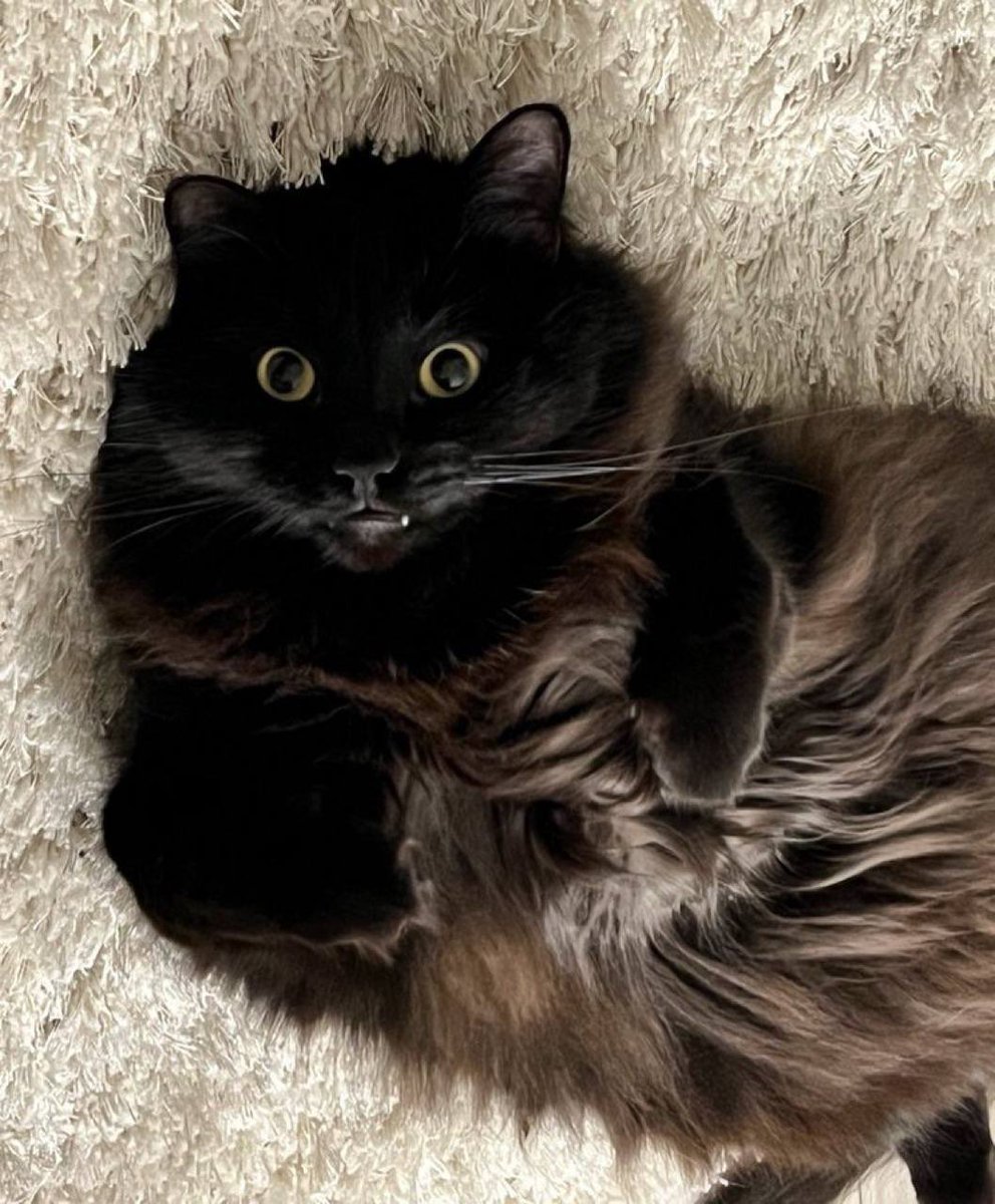 MITTENS | Telegram’s Cat tweet media