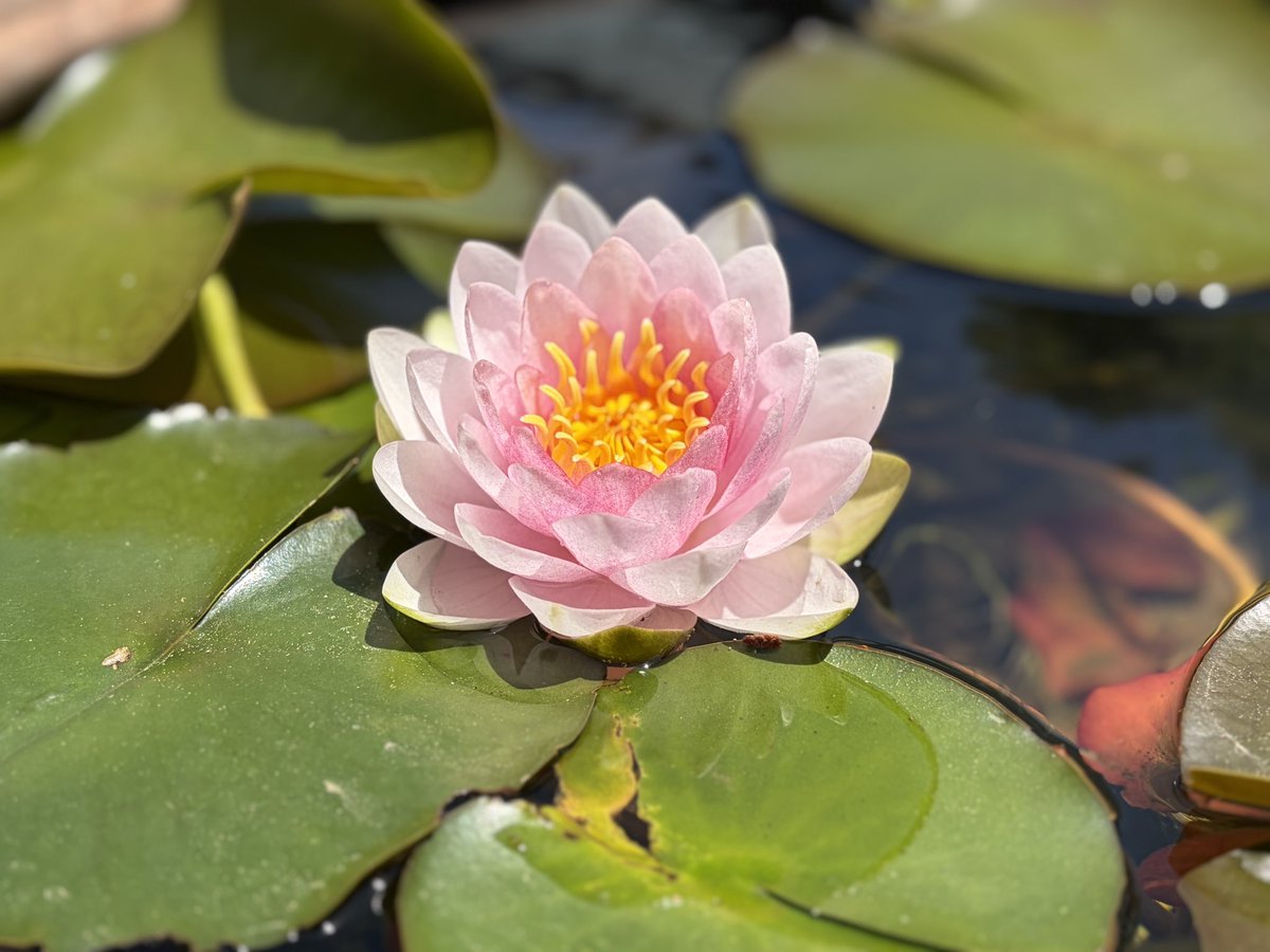 khmerlesson's tweet photo. 蓮の花
Lotus flower
ផ្កាឈូក
phkaa chhouk
プカー チューク https://t.co/a6lKiahkEp