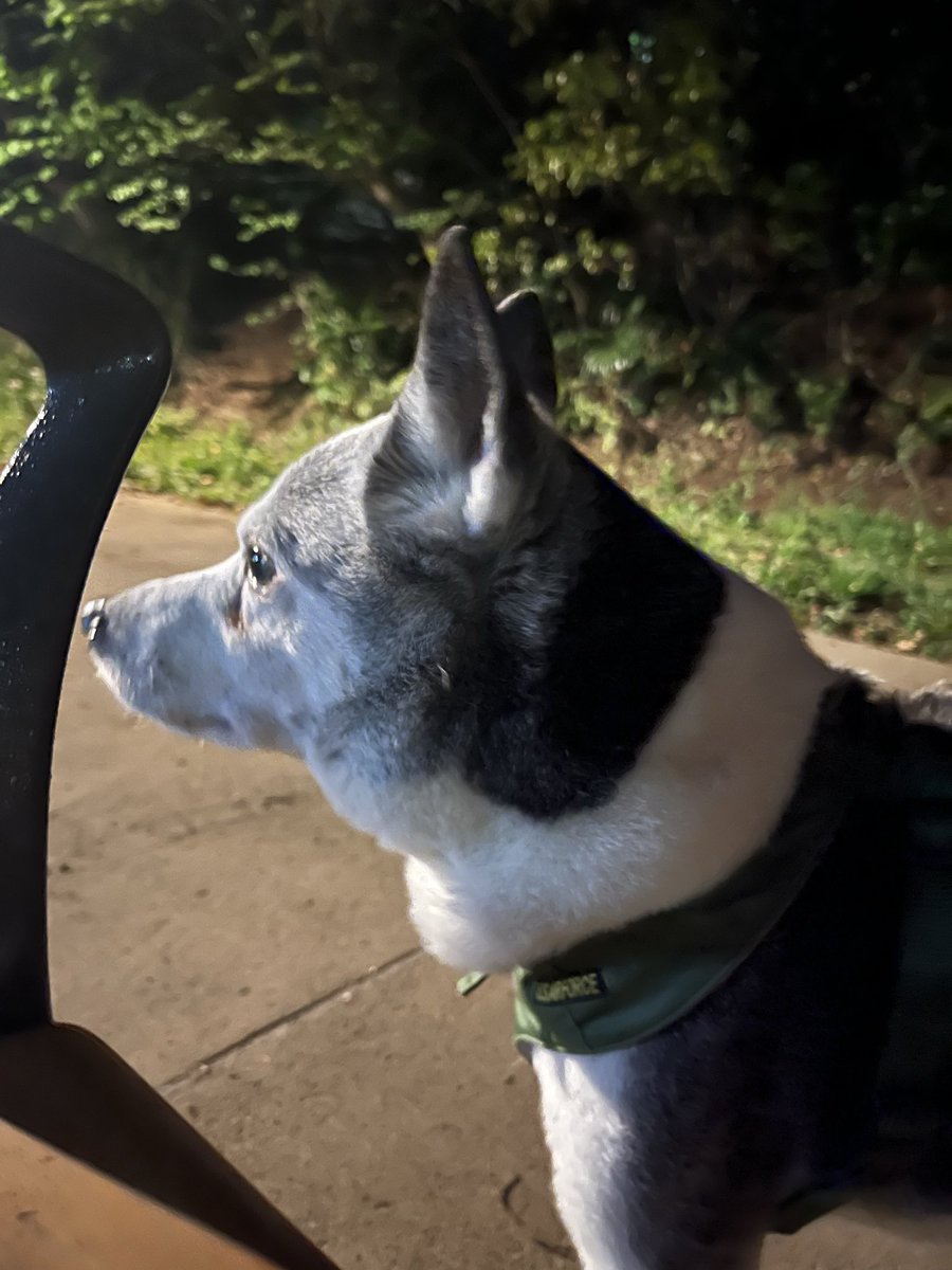 犬も歩けば tweet media