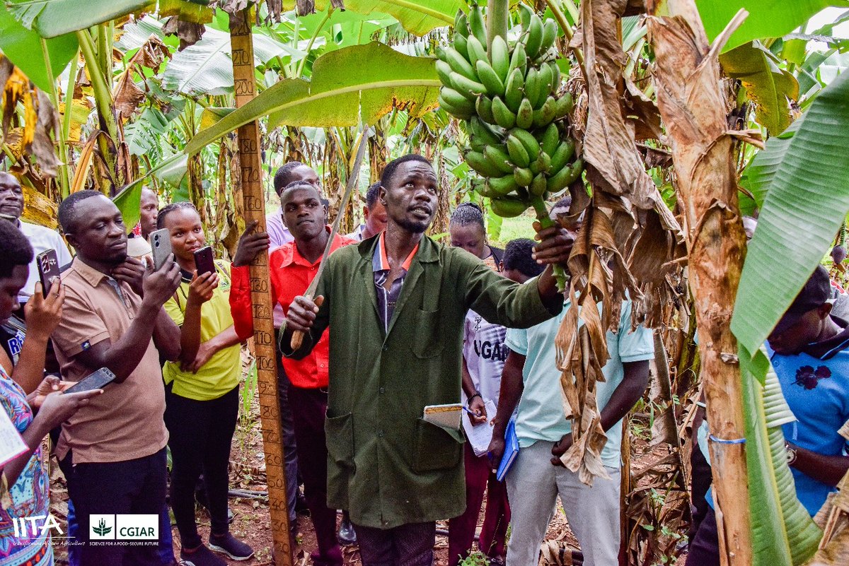 IITA_CGIAR's tweet photo. What does it take to breed a better banana? 🍌

@kyambogou University agriculture students spent a day with IITA-Uganda scientists learning the real tools behind banana improvement:

🧪 Embryo culture in the lab
🧬 DNA extraction for molecular breeding
🦠 Disease diagnostics in pathology
🌸 Hand pollination in the field
📝→📱Data management

@IITA_Uganda is training the next generation of African plant breeders. 

See the full photo story → https://t.co/3xtyG2ek8x 

#KnowledgeSharing #CapacityBuilding #PlantBreeding #IITAxUganda